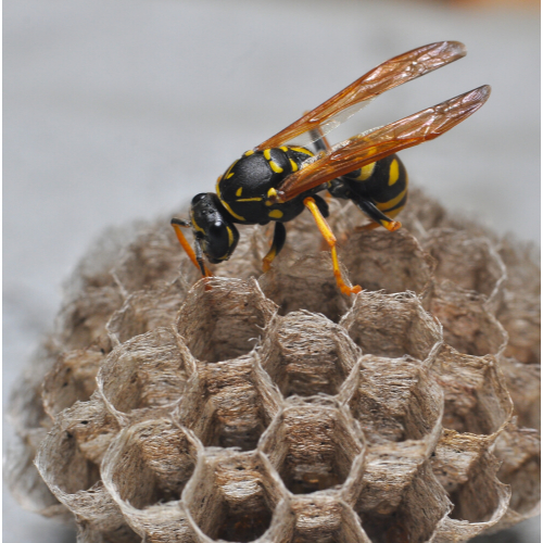 Wasp nest removal Barking