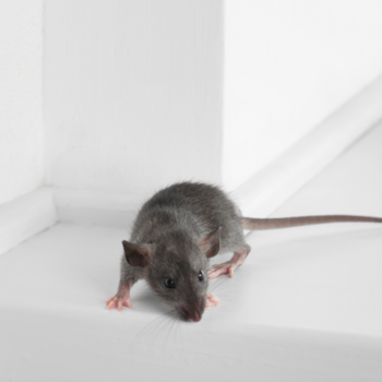 Signs of Mice Infestation Barking